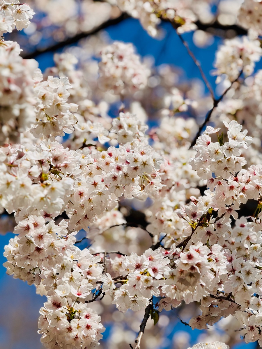 新宿御苑 | 去趣 chicTrip