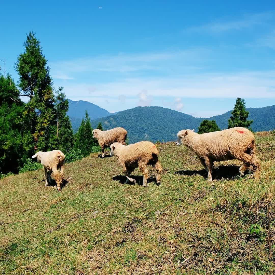 清境農場青青草原 | 去趣 chicTrip