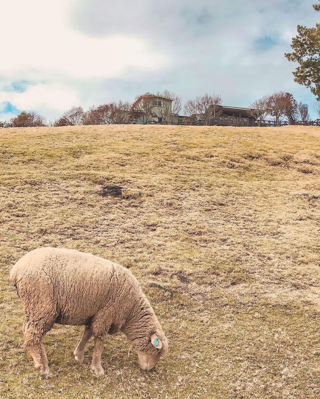 清境農場綿羊秀 | 去趣 chicTrip