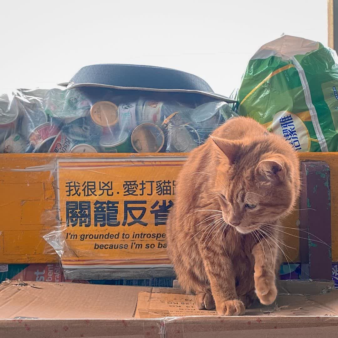 猴硐貓村 | 去趣 chicTrip