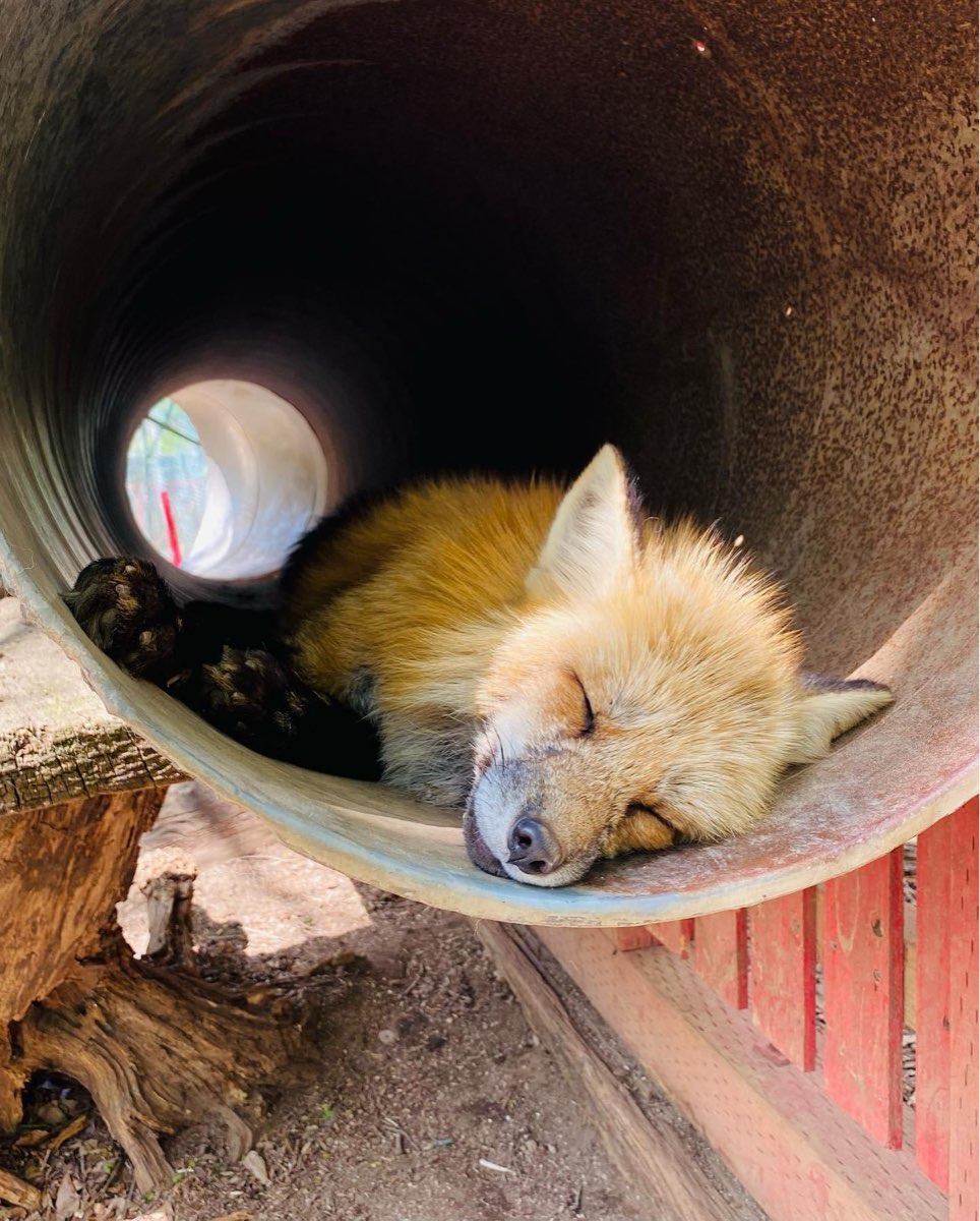 宮城藏王狐狸村 | 去趣 chicTrip