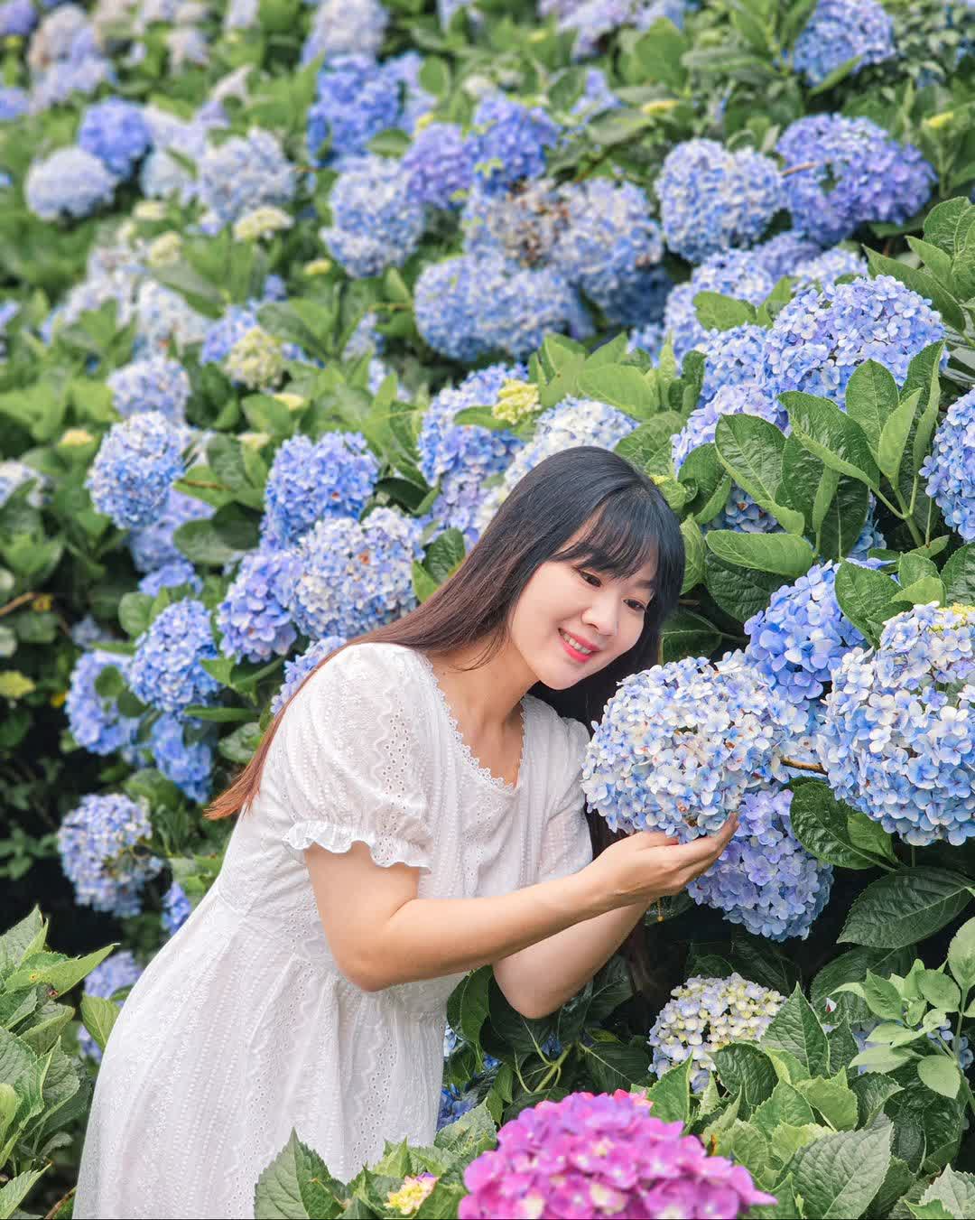 高家繡球花田-萬里第三園區2025年預計4月底開始至7月底 | 去趣 chicTrip