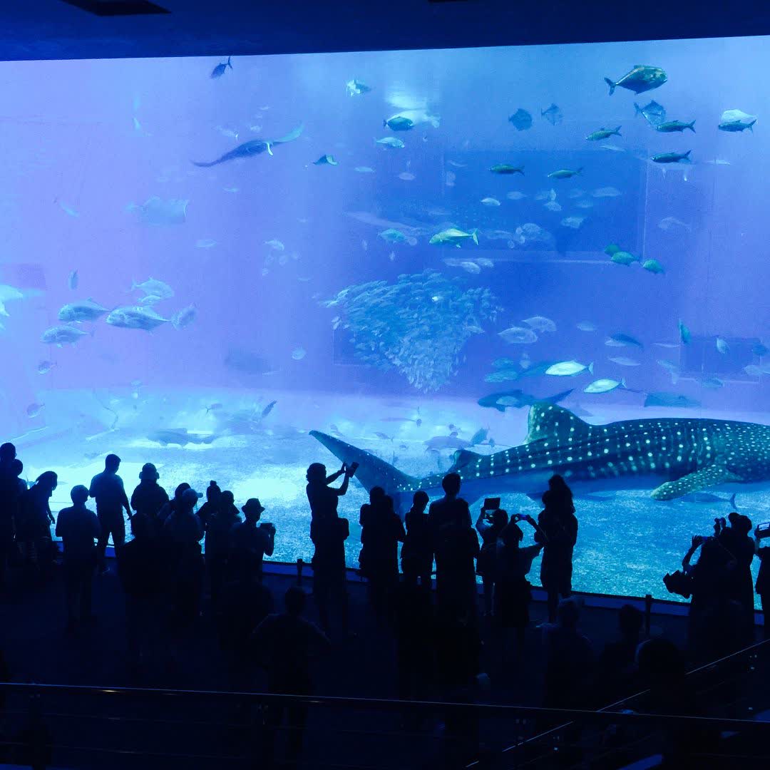 沖繩美麗海水族館 | 去趣 chicTrip