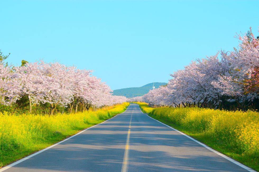녹산로 유채꽃길 | 去趣 chicTrip