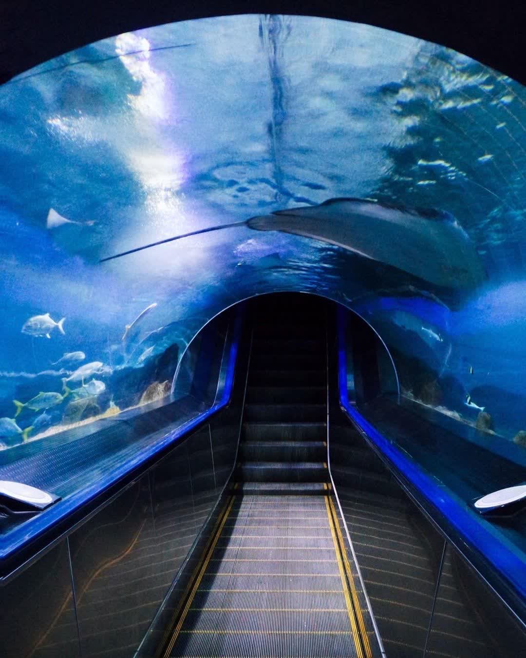 遠雄海洋公園 | 去趣 chicTrip