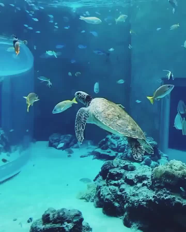 沖繩美麗海水族館 | 去趣 chicTrip