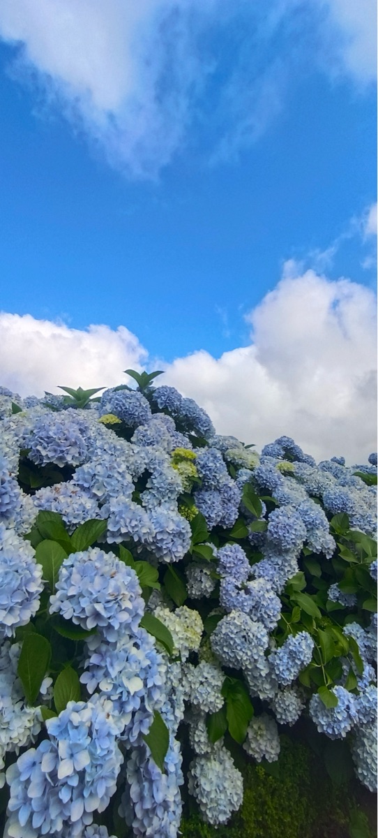 山茶花之丘 | 去趣 chicTrip