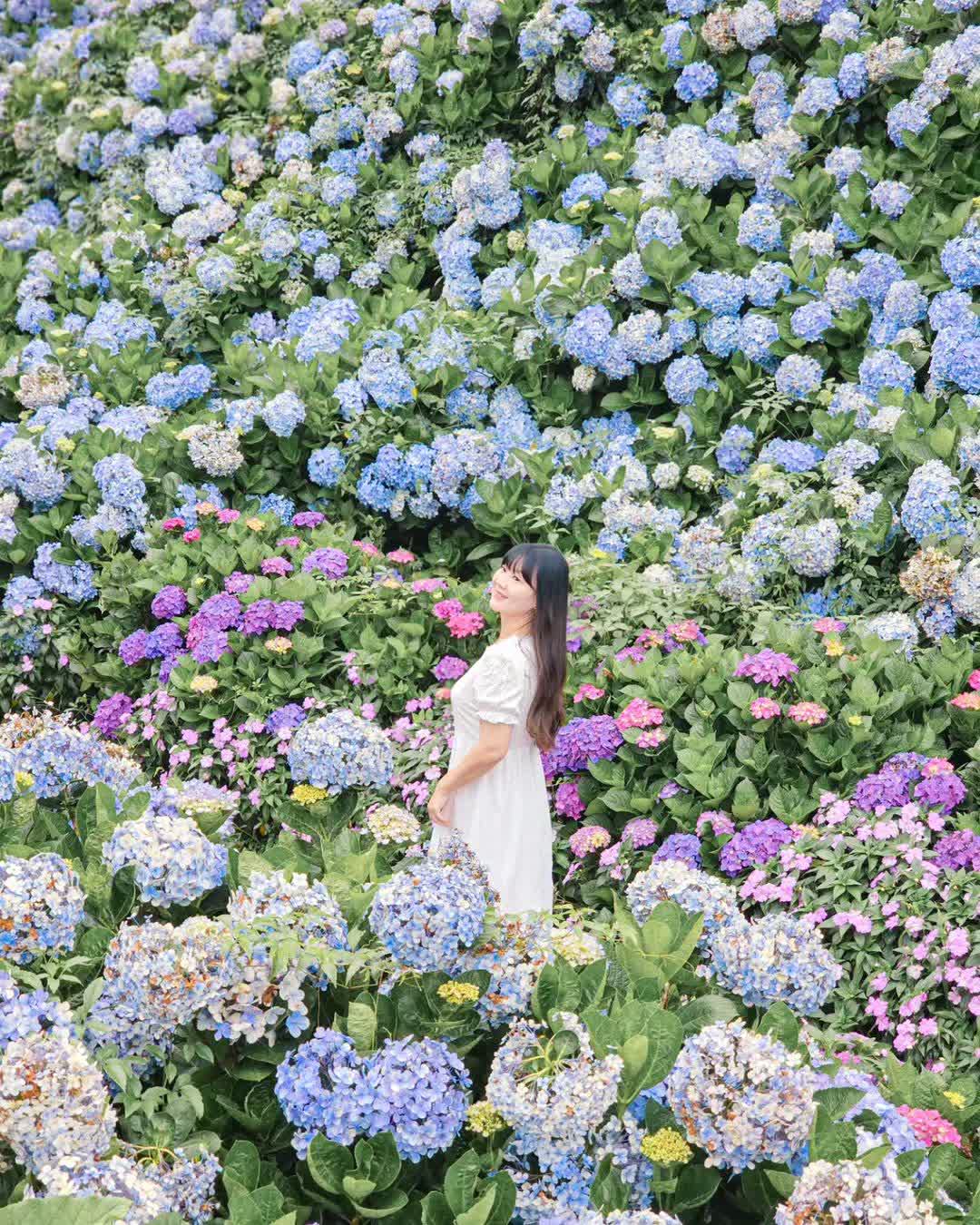高家繡球花田-萬里第三園區2025年預計4月底開始至7月底 | 去趣 chicTrip