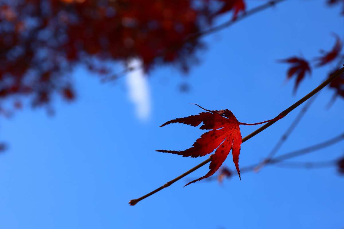 河口湖楓葉迴廊 | 去趣 chicTrip