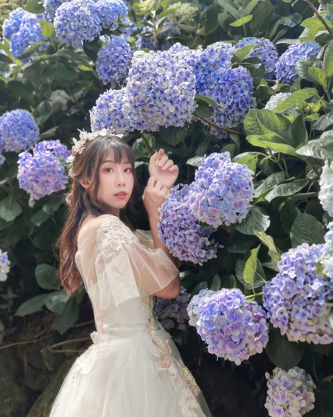 高家繡球花田-萬里第三園區2025年預計4月底開始至7月底 | 去趣 chicTrip