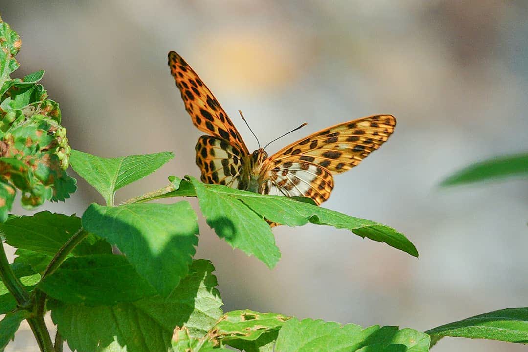 彩蝶瀑布 | 去趣 chicTrip