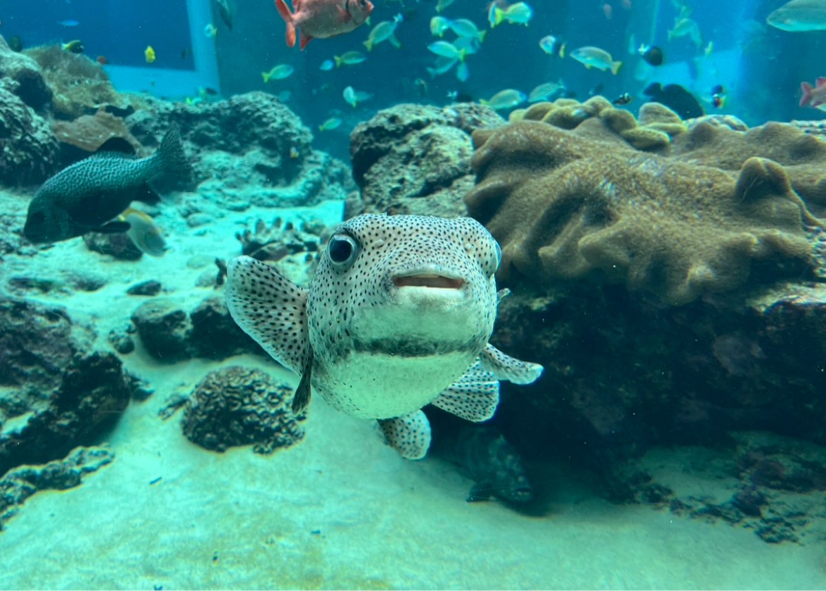 沖繩美麗海水族館 | 去趣 chicTrip