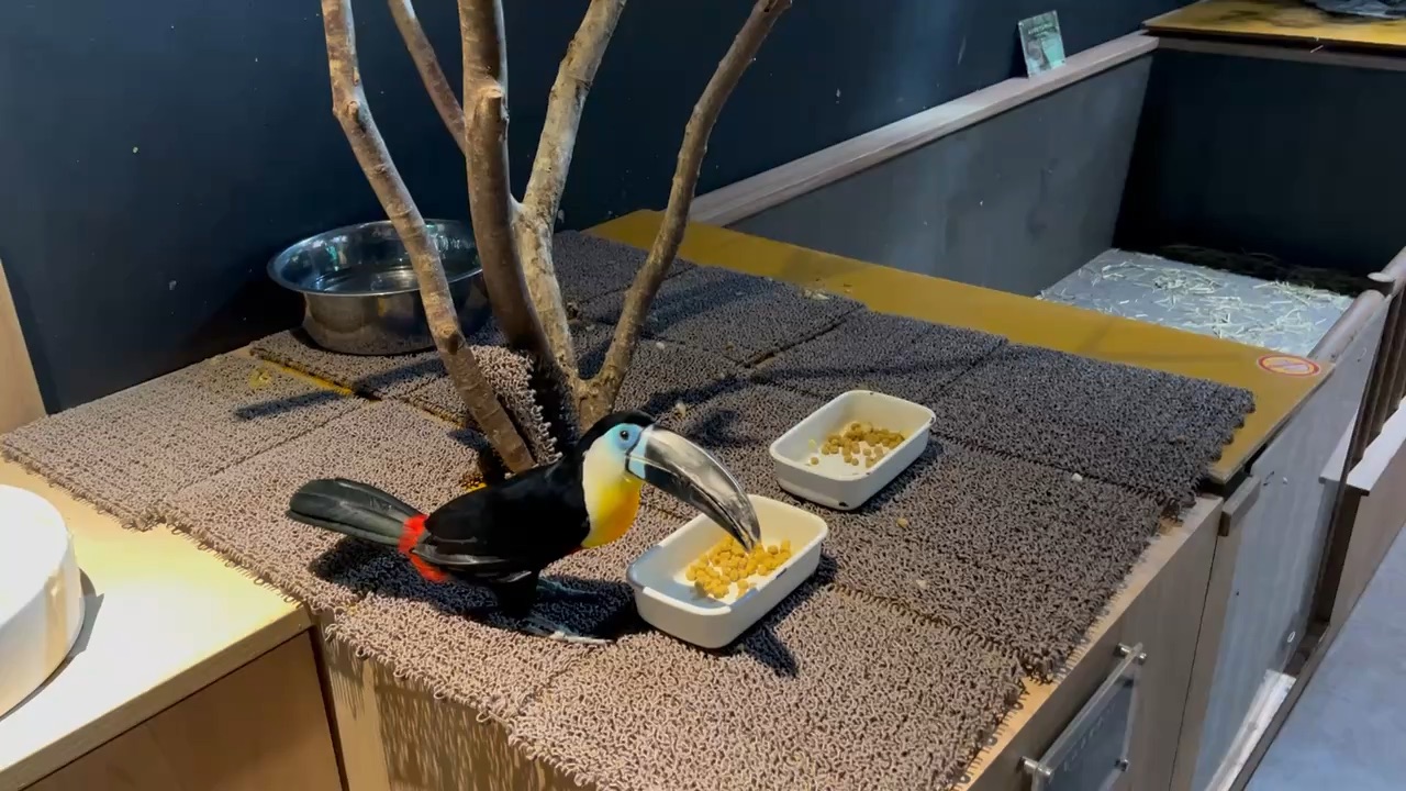 DMM Kariyushi水族館 | 去趣 chicTrip