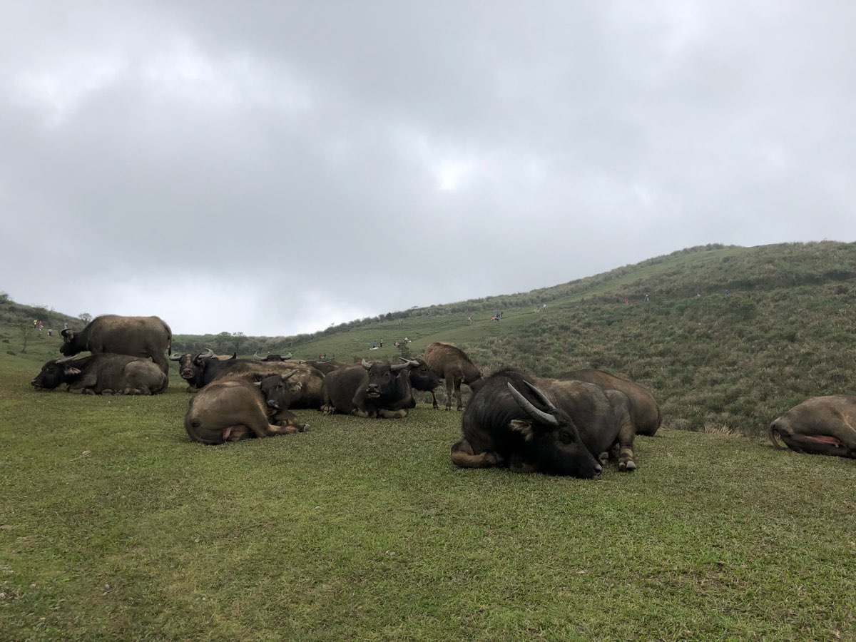 擎天崗 | 去趣 chicTrip