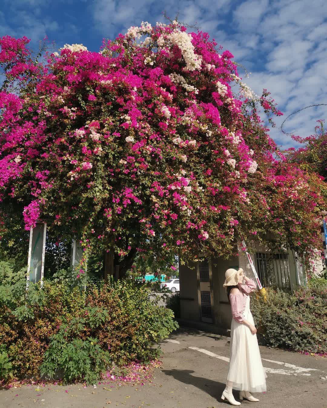 田尾公路花園 | 去趣 chicTrip