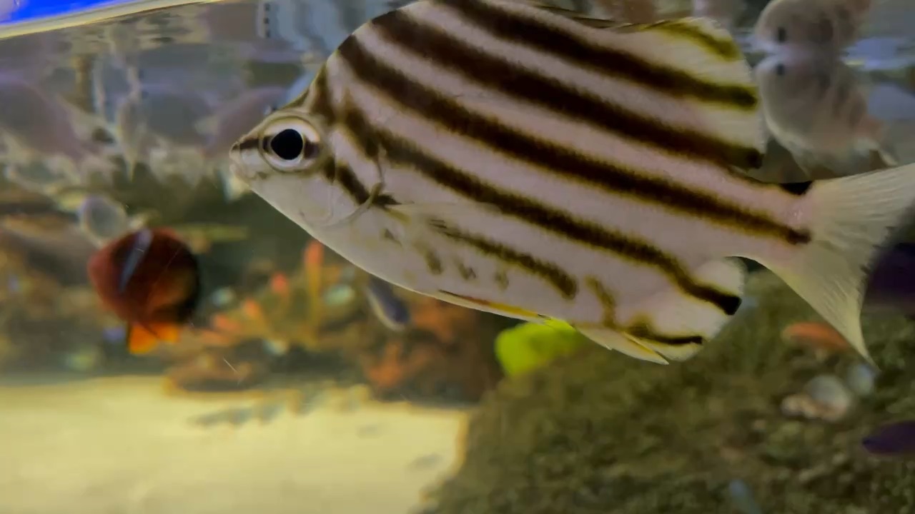 DMM Kariyushi水族館 | 去趣 chicTrip