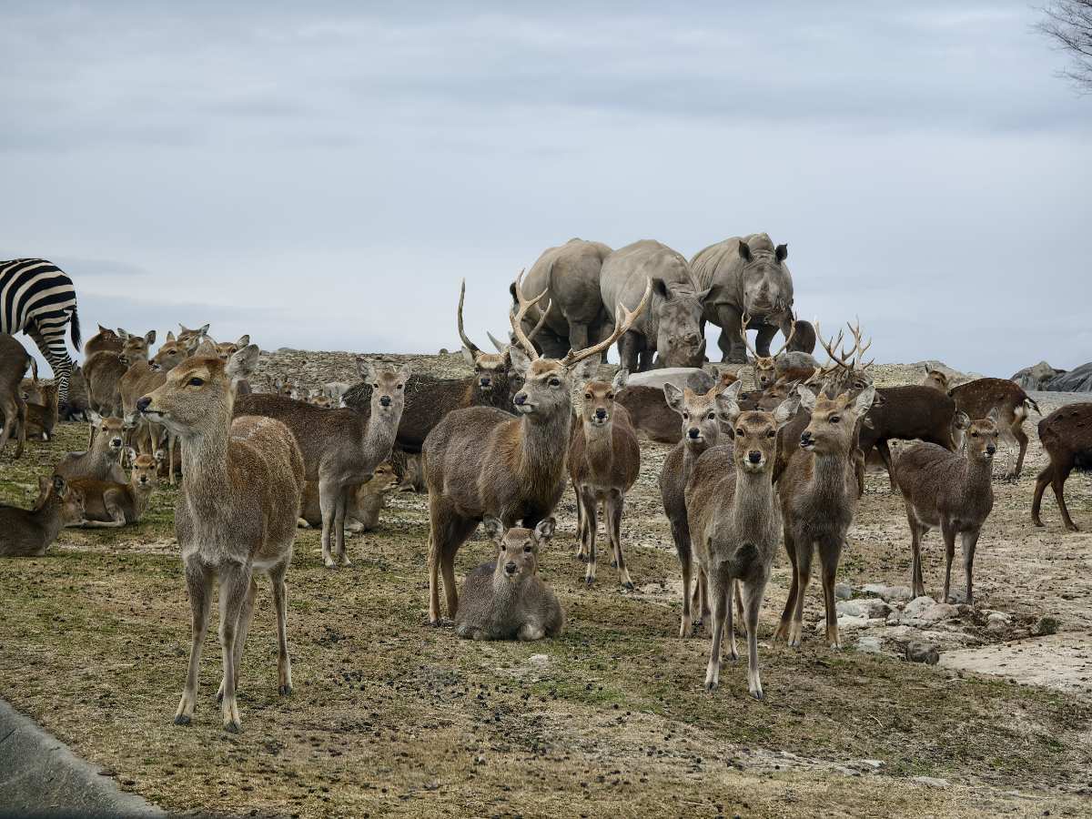 九州自然動物園 | 去趣 chicTrip