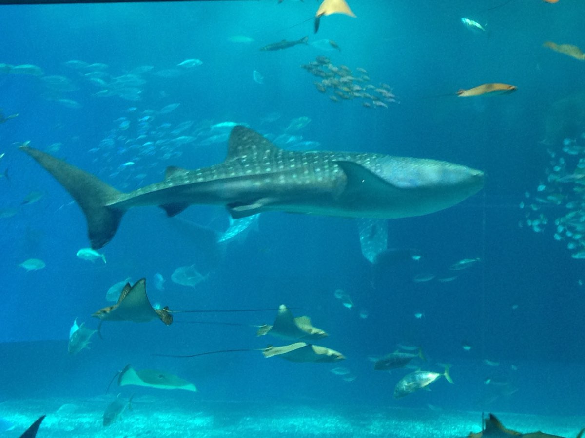 沖繩美麗海水族館 | 去趣 chicTrip