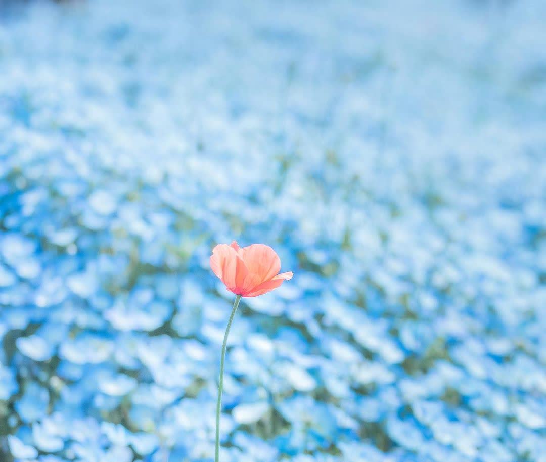 國營常陸海濱公園 | 去趣 chicTrip