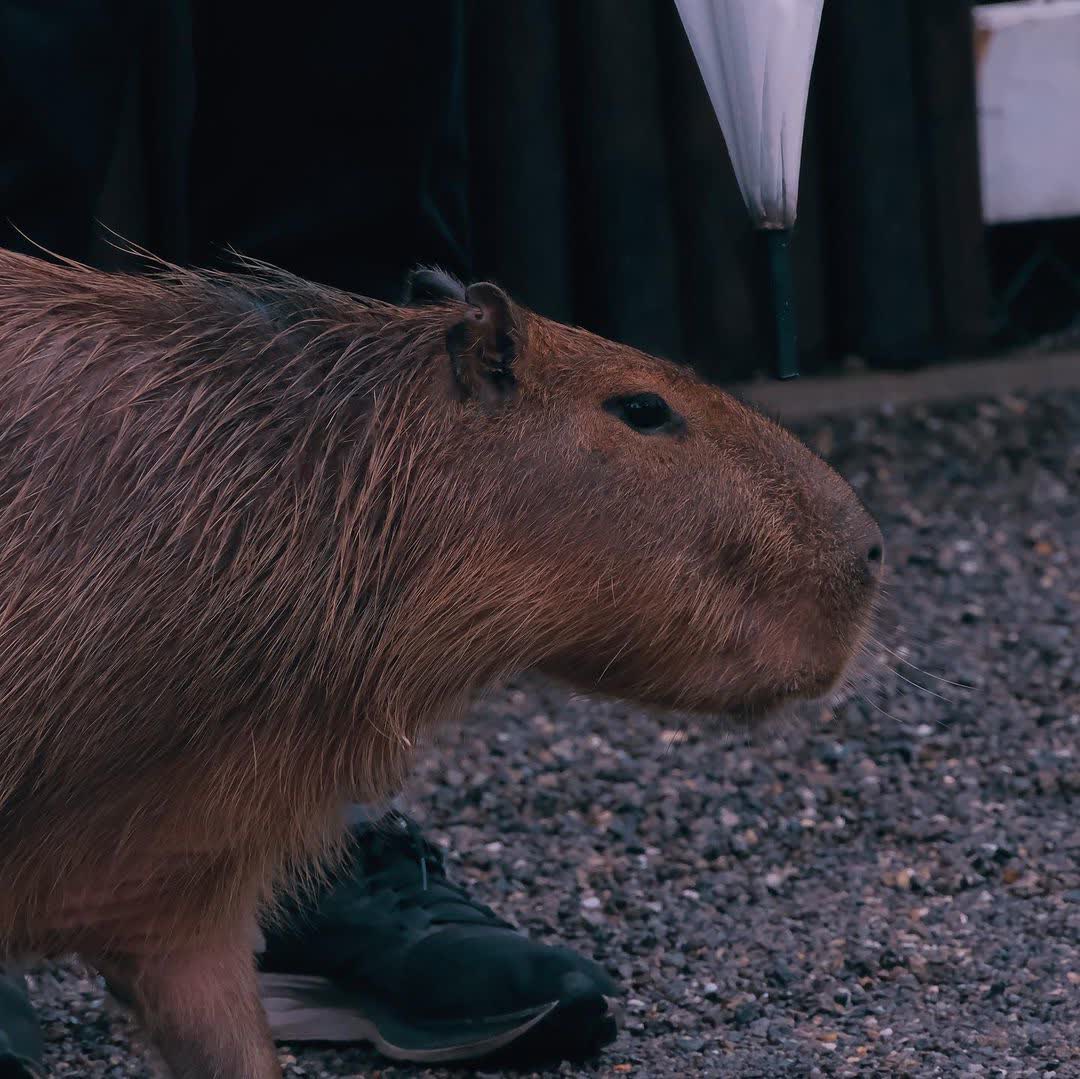 張美阿嬤農場（月森甯手作工坊） | 去趣 chicTrip