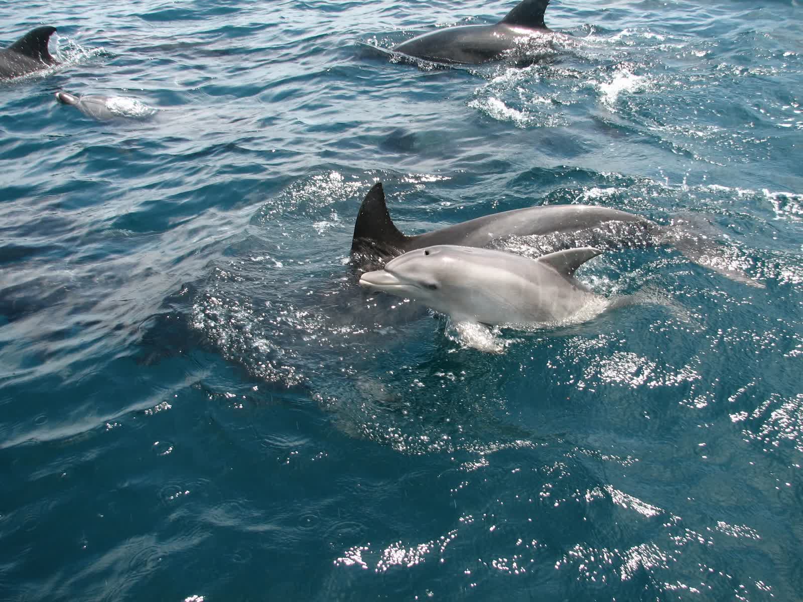Amakusa City Dolphin Center Roadside Station | 去趣 chicTrip