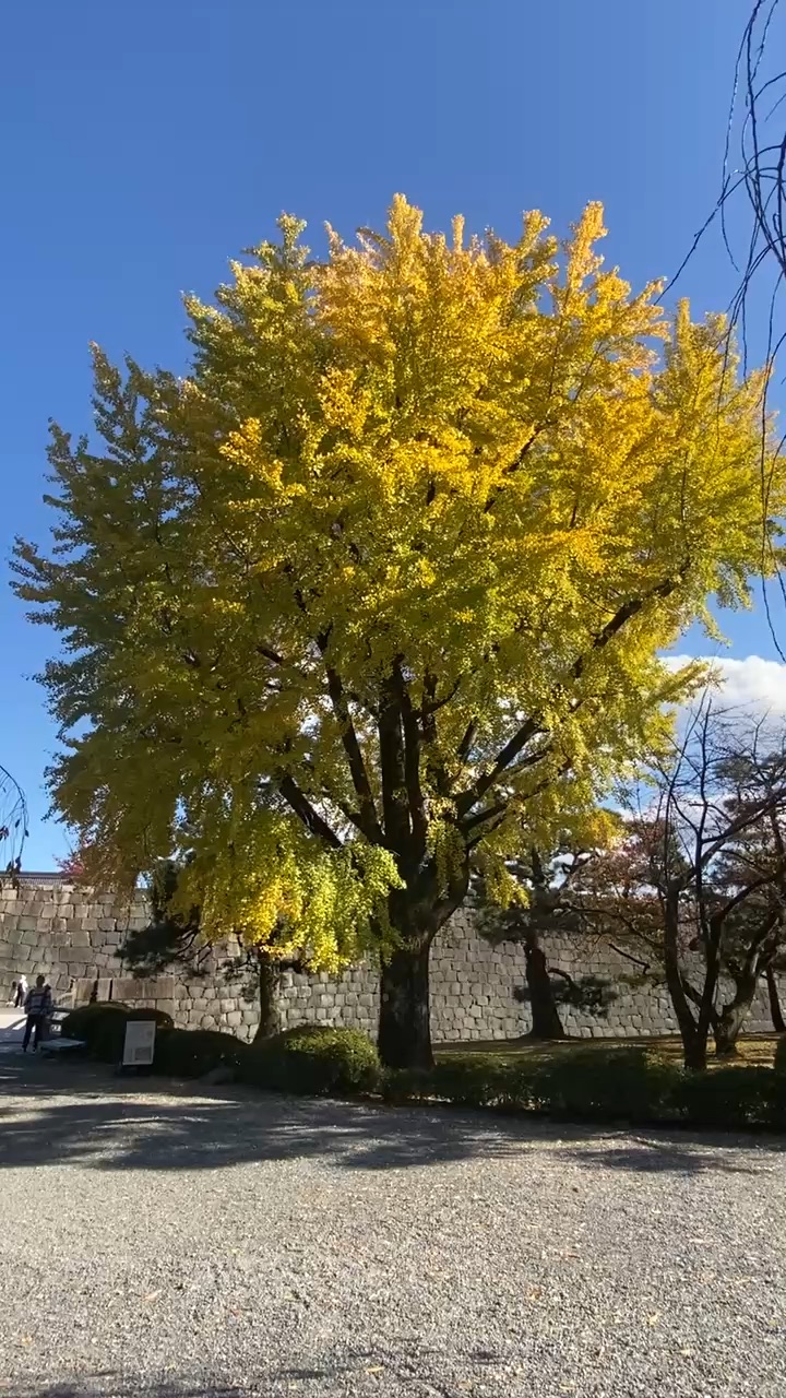 二條城 | 去趣 chicTrip