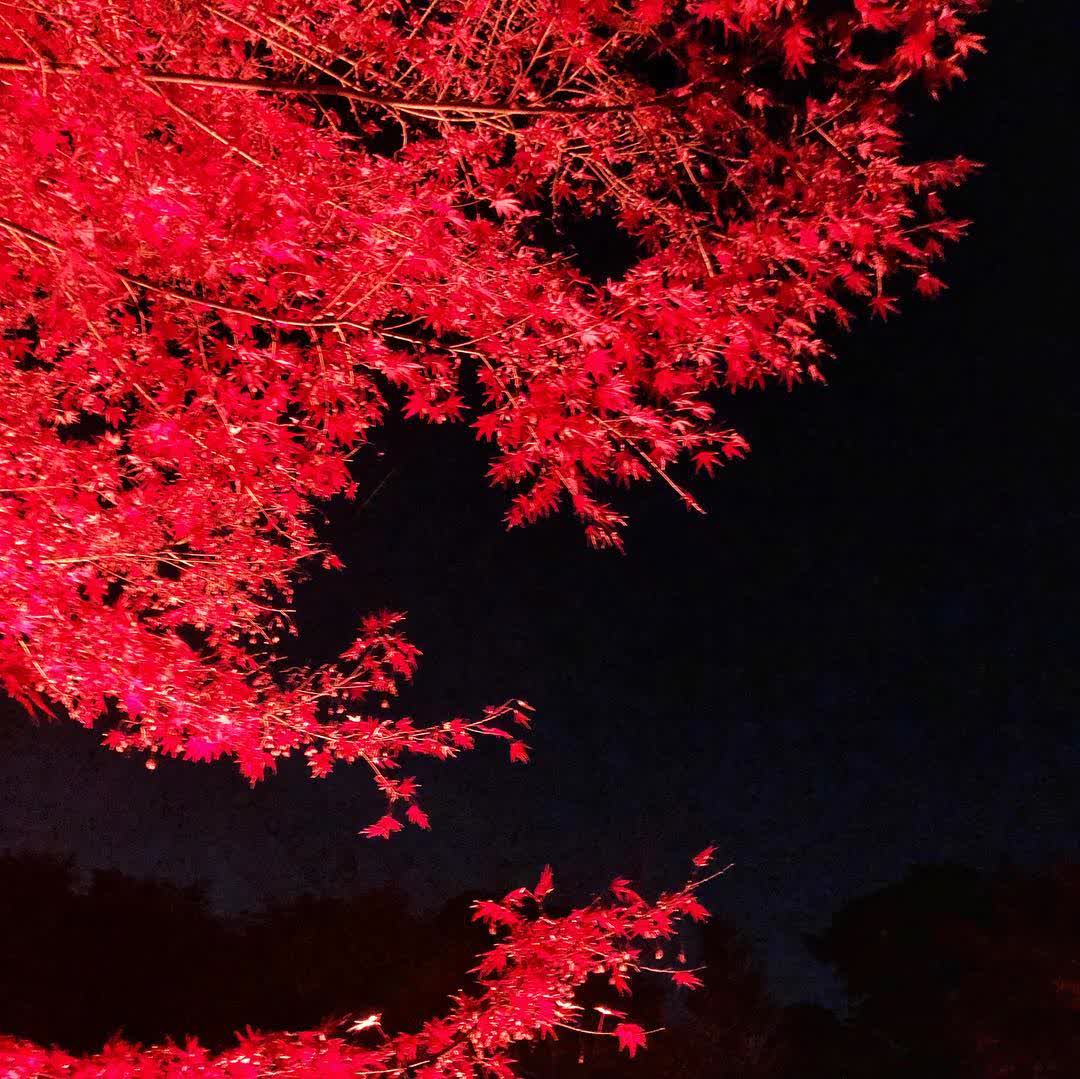 二條城 | 去趣 chicTrip