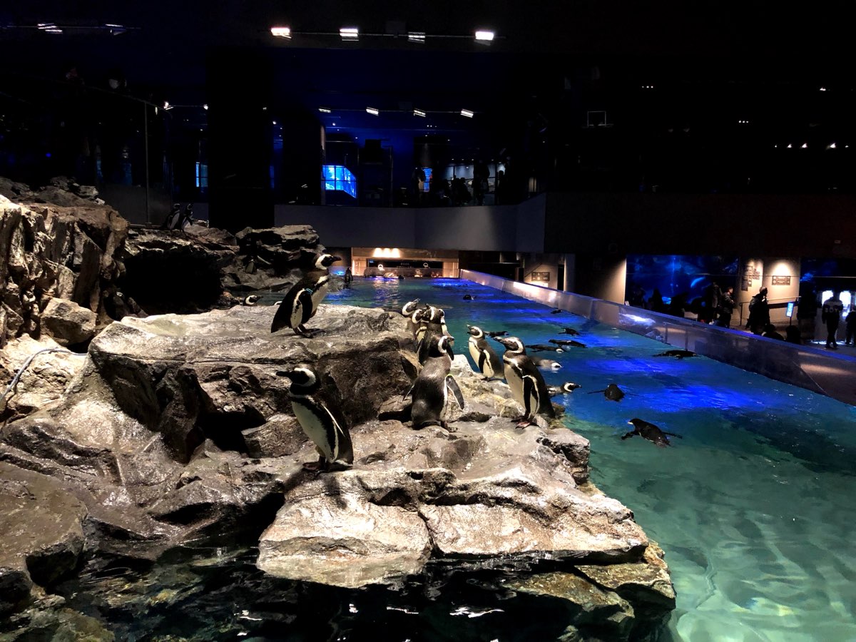 墨田水族館 | 去趣 chicTrip