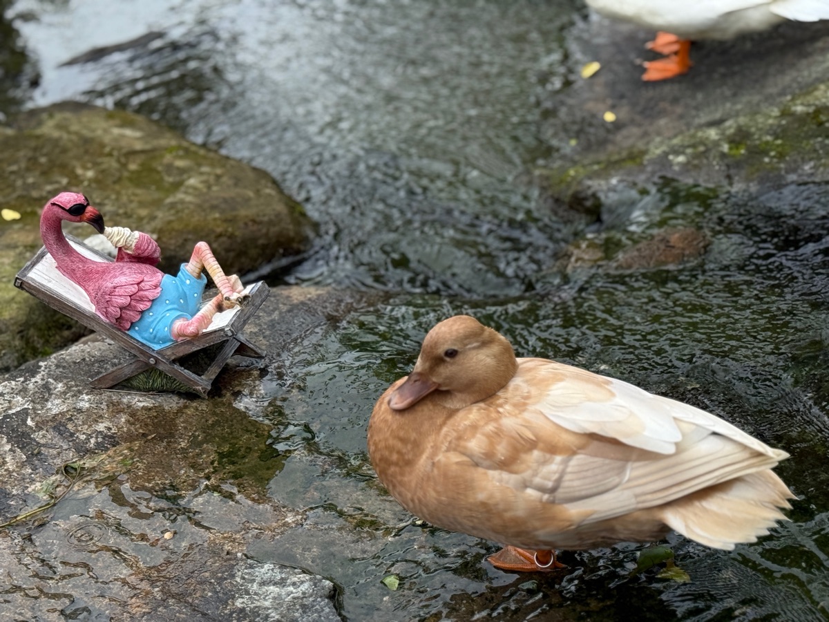 鹿芝谷生態景觀園區【試營運】 | 去趣 chicTrip