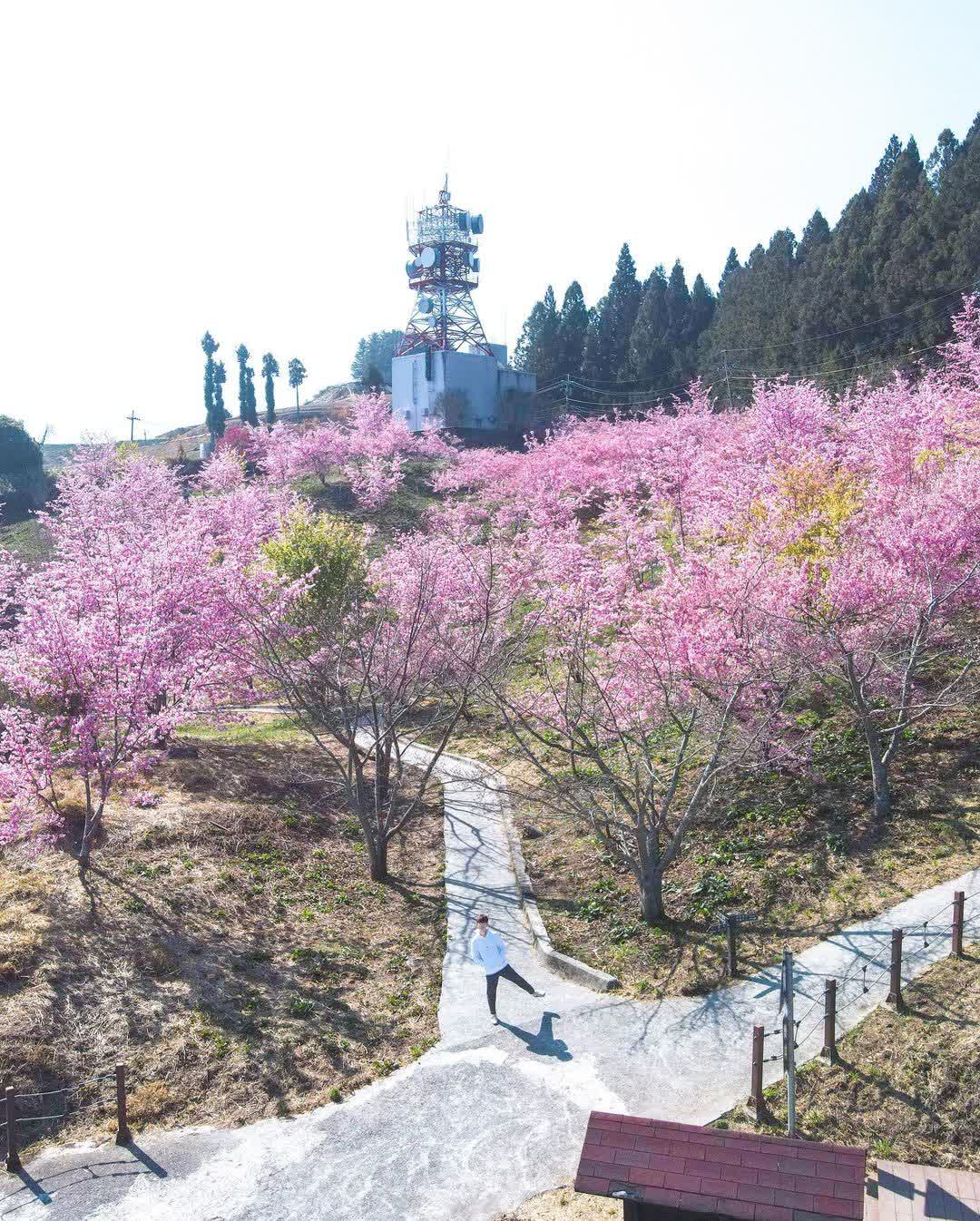 福壽山農場|千櫻園 | 去趣 chicTrip