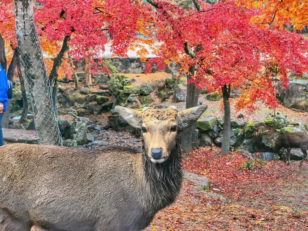 奈良公園 | 去趣 chicTrip