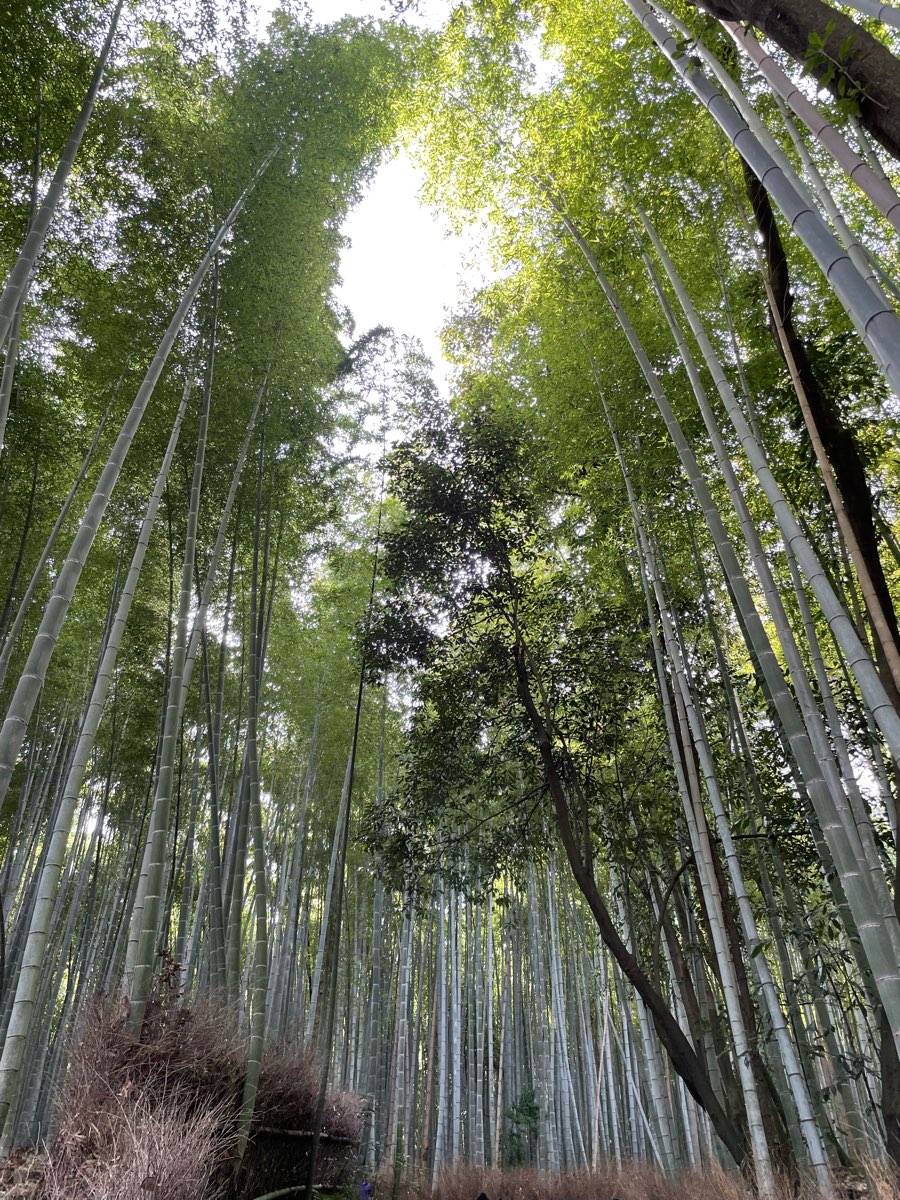 嵐山竹林小徑 | 去趣 chicTrip