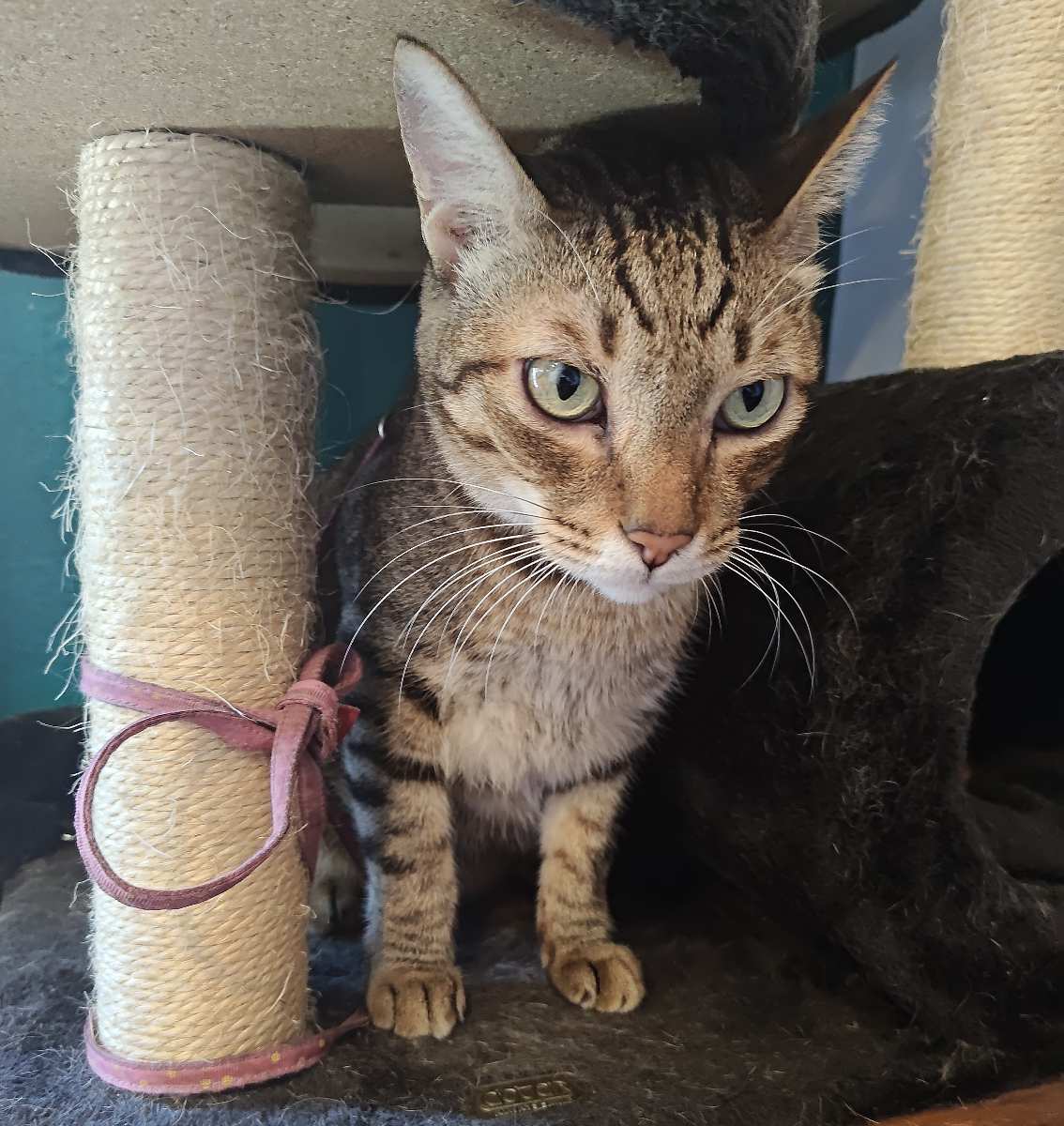 海島咖啡館｜貓咪咖啡館｜寵物友善 | 去趣 chicTrip