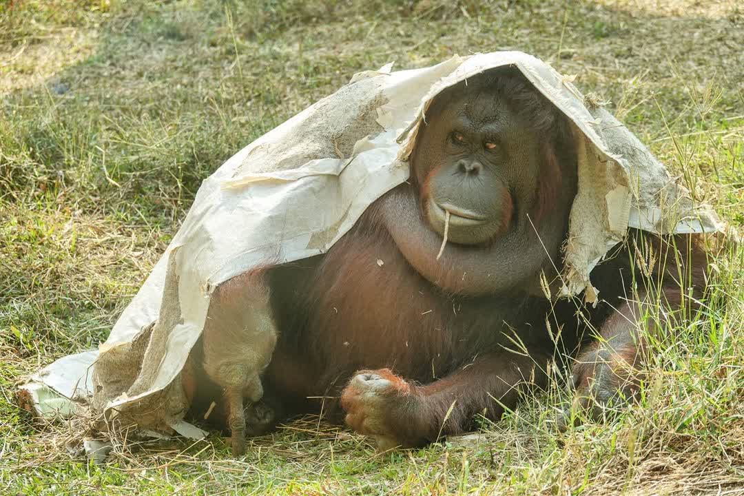 壽山動物園 | 去趣 chicTrip