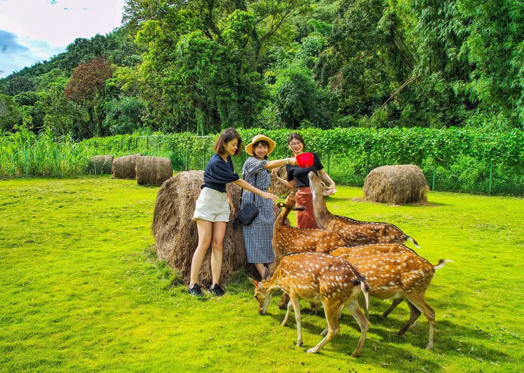 逐鹿傳說梅花鹿園 | 去趣 chicTrip