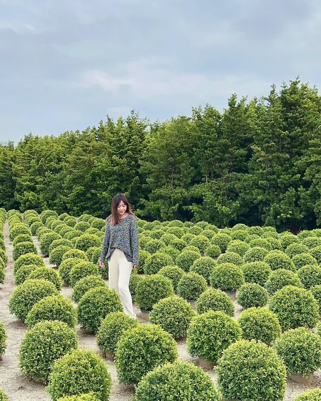 彰化田尾波波草 | 去趣 chicTrip