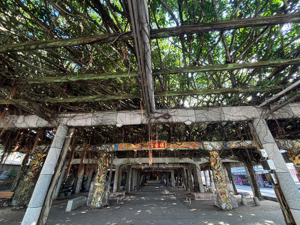 通梁古榕 | 去趣 chicTrip