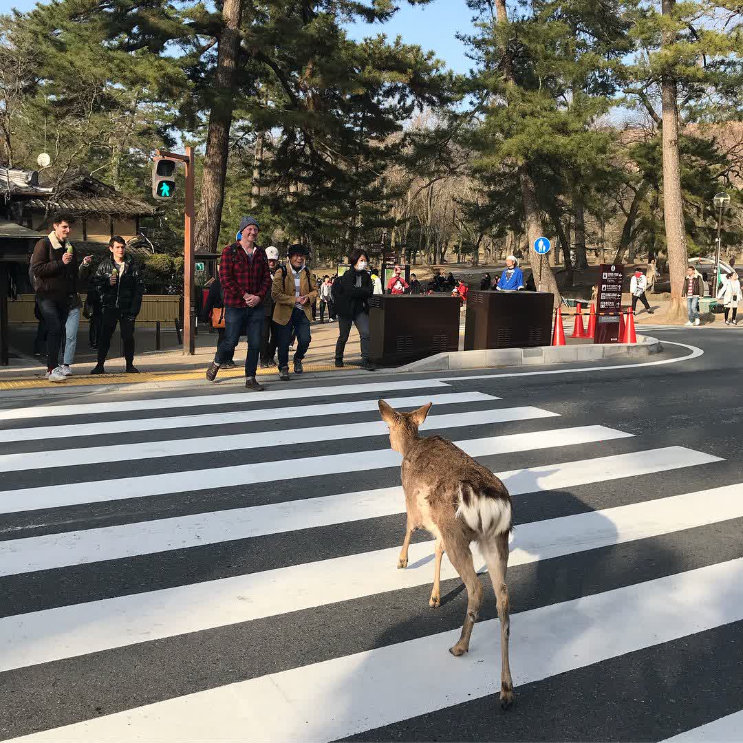 奈良公園 | 去趣 chicTrip