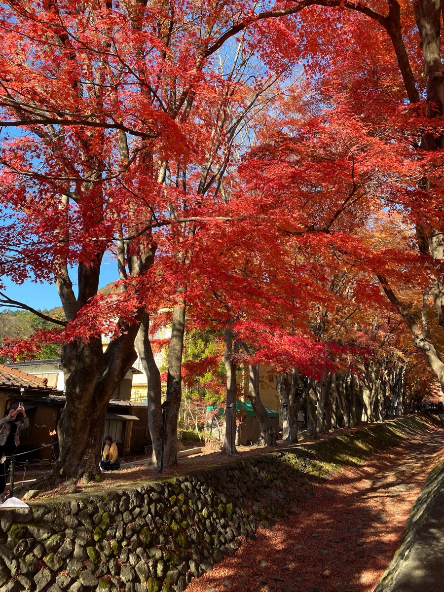 河口湖楓葉迴廊 | 去趣 chicTrip