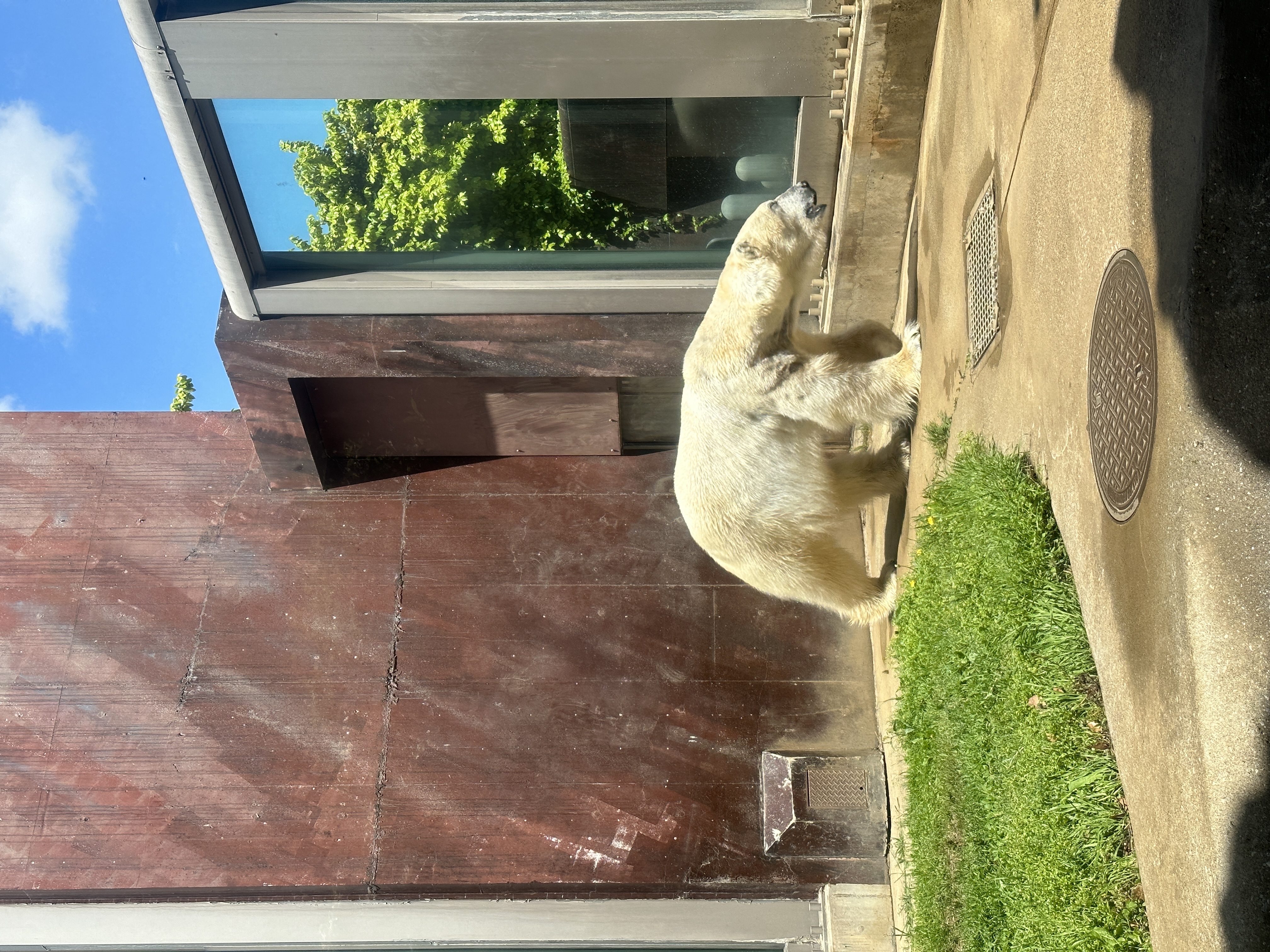 上野動物園 Ueno Zoo | 去趣 chicTrip