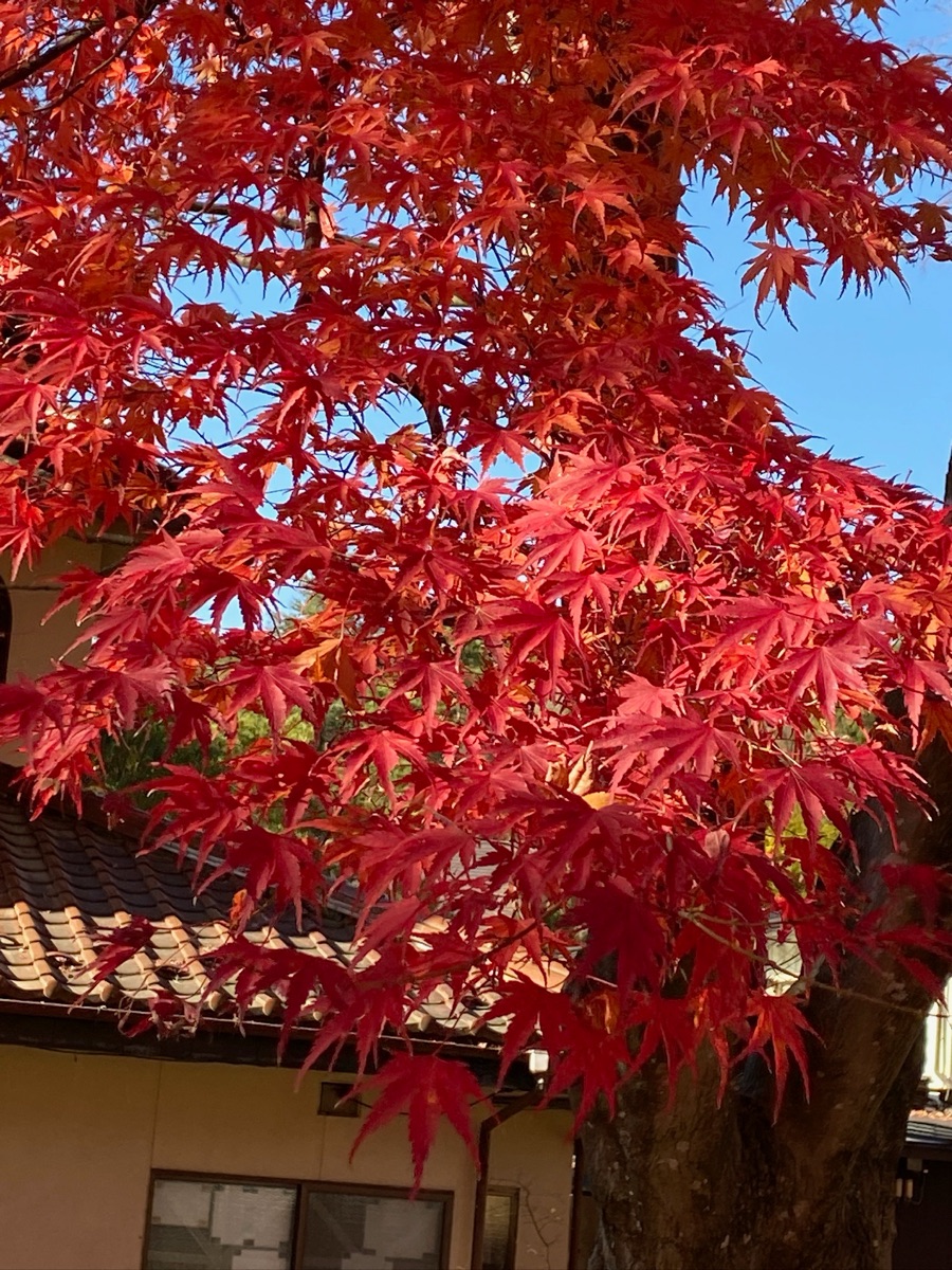 河口湖楓葉迴廊 | 去趣 chicTrip