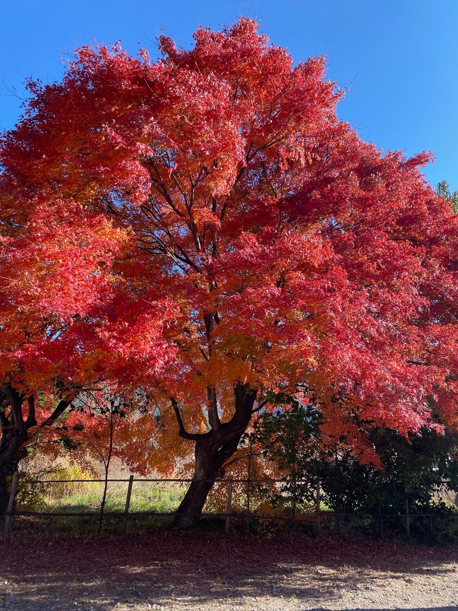 河口湖楓葉迴廊 | 去趣 chicTrip