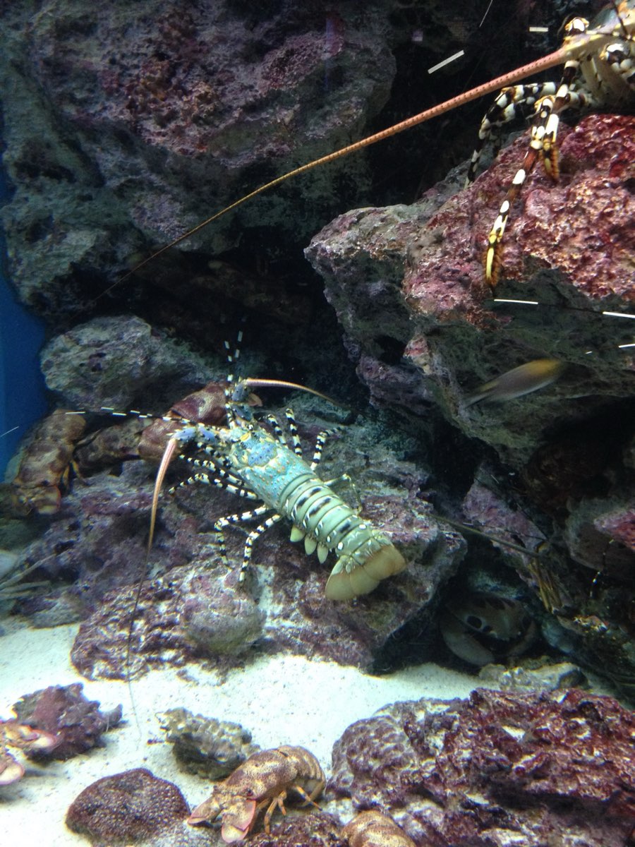 沖繩美麗海水族館 | 去趣 chicTrip