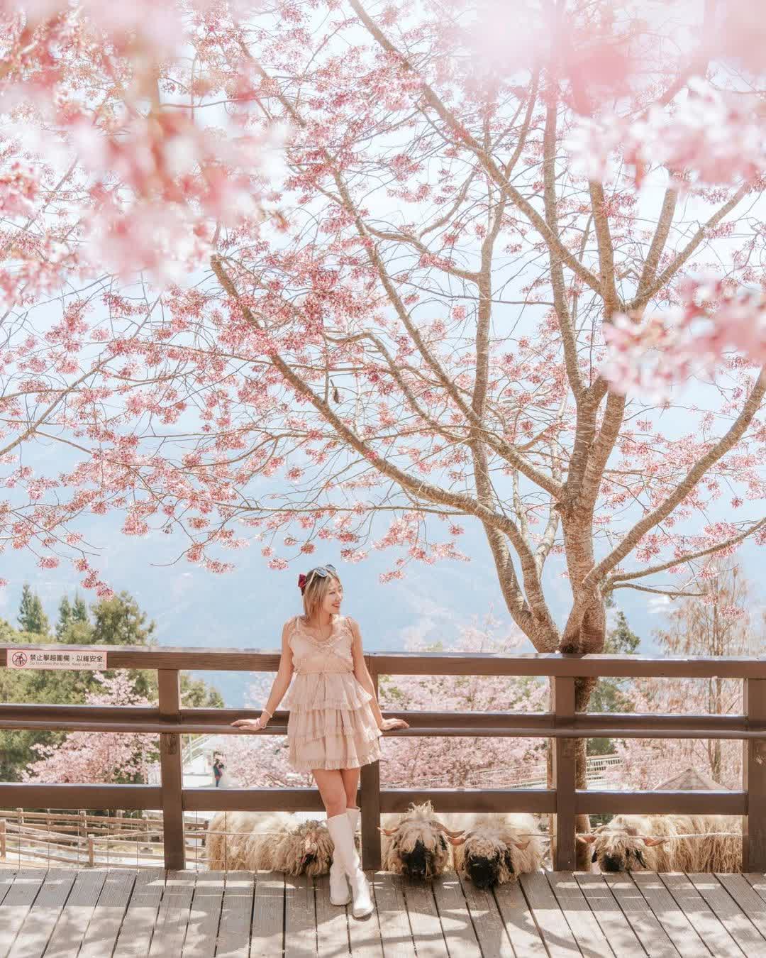 清境農場綿羊秀 | 去趣 chicTrip