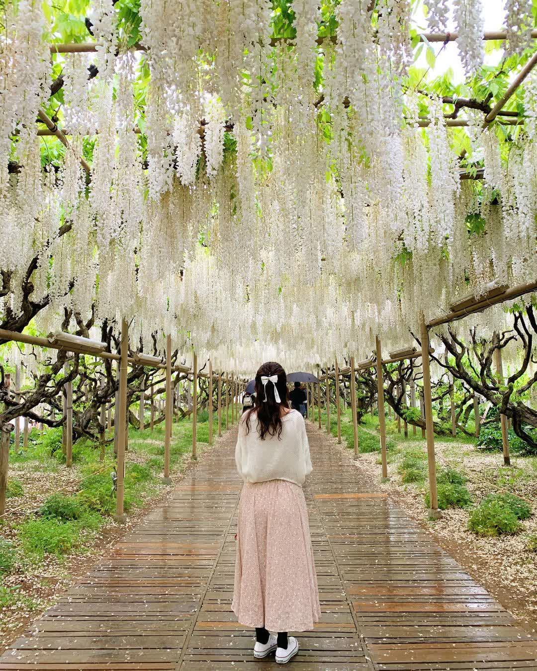 足利花卉公園 | 去趣 chicTrip