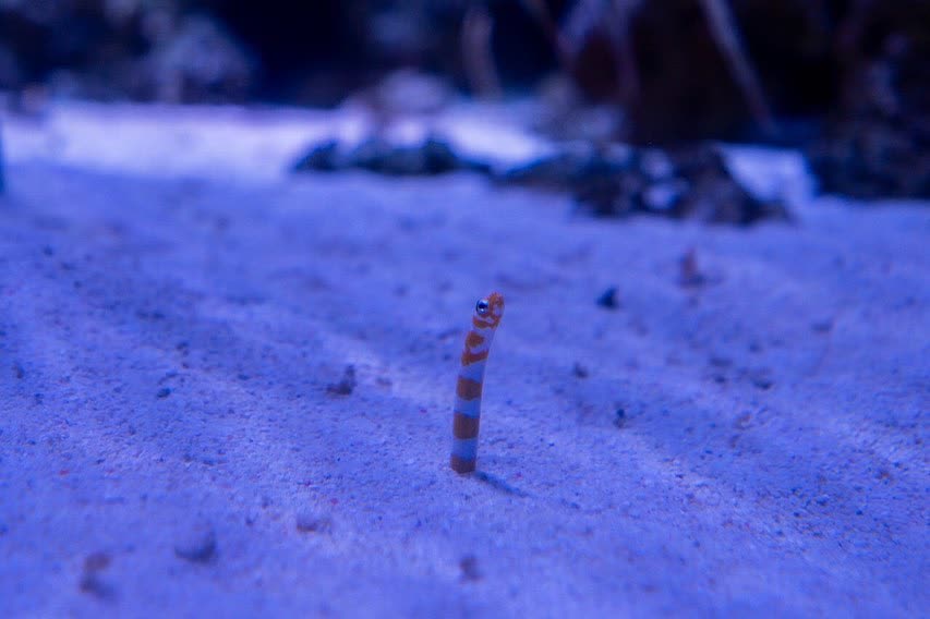 室內水族館 Maxell Aqua Park | 去趣 chicTrip