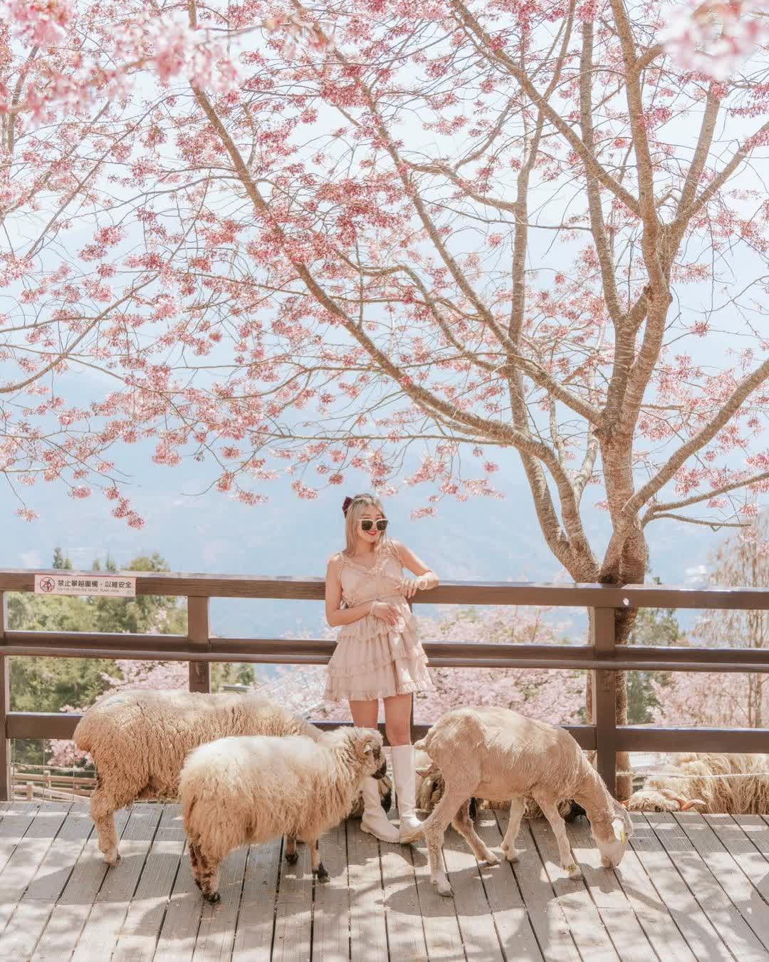 清境農場綿羊秀 | 去趣 chicTrip