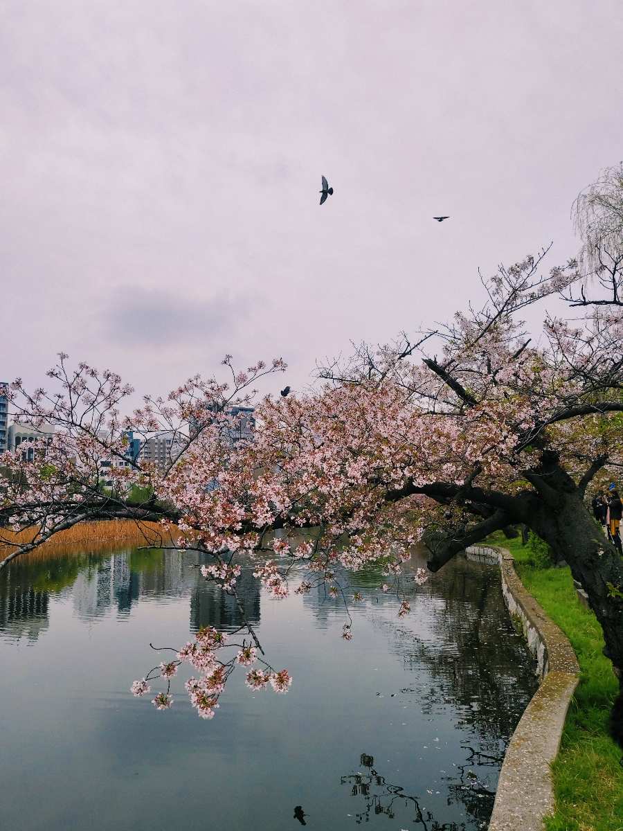 上野恩賜公園 | 去趣 chicTrip