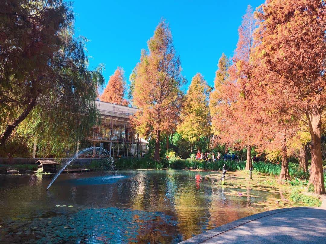 菁芳園 落羽松景觀餐廳 | 去趣 chicTrip