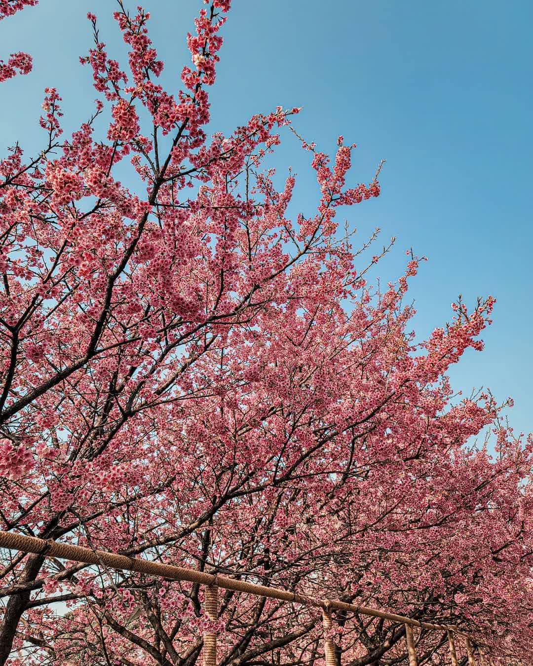 無極天元宮 | 去趣 chicTrip